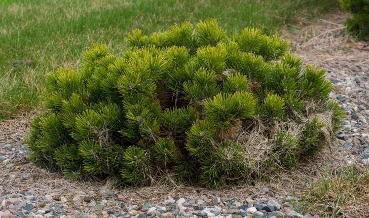 Сосна горная Турра